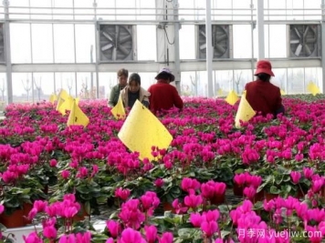 扬州高邮：每天发货30万株，花工厂绽放乡村振兴致富花