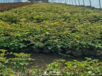 各类盆栽月季上市，南阳杯苗基地全国批发中