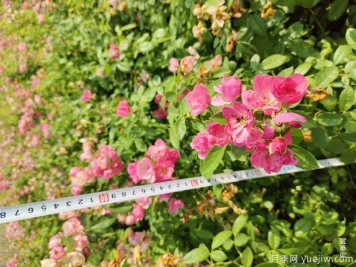 安吉拉月季盆栽苗，60厘米高基地发货