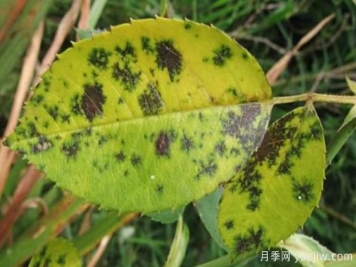 深秋天季节月季出现斑点的病害原因与防治