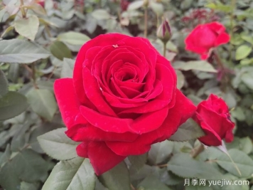 原产中国的玫瑰花(月季花)，是如何成为美国国花的？