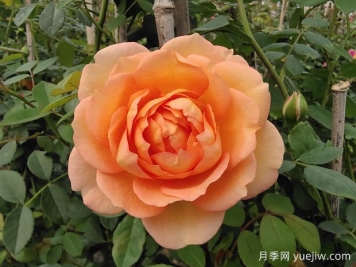 中国月季：欧洲玫瑰花的祖宗，为世界园艺做出了巨大贡献