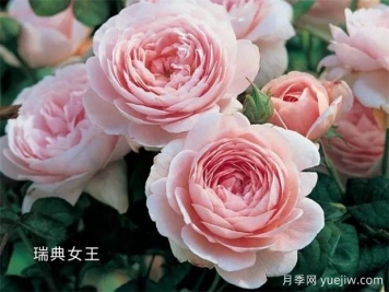 100种月季玫瑰品种图鉴大全，你认识有没有超过10个？