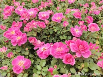 仙境盆栽月季杯苗粉色丰花，绿化工程批发