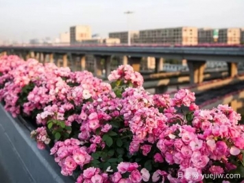 杭州高架月季实现定期开花，是如何进行花期调控的？