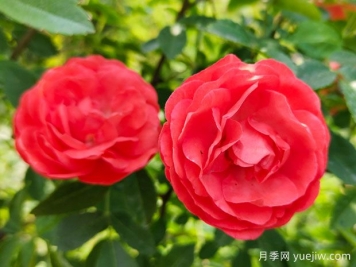 种上木香蔷薇花蛮强爆花，红橙白黄木香你喜欢哪个？