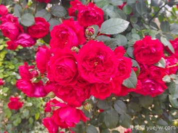 6款红色系的藤本月季品种，适合打造网红花墙