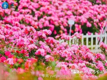 2024年第二届杭州市月季花展举办，赏500万株月季