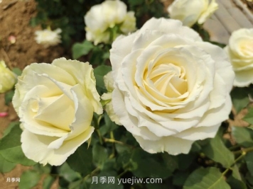 十一朵白玫瑰的花语和寓意