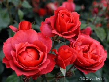 21朵玫瑰：不只是浪漫，还藏着这些深意
