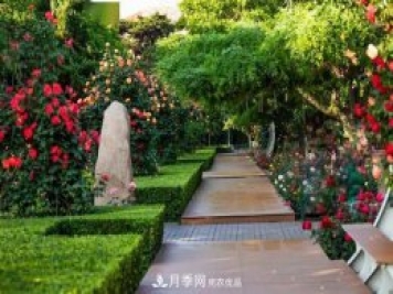 秦皇岛适合养月季花，市花和市树是什么