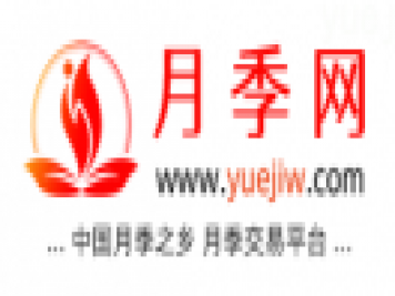 中国上海龙凤419，月季品种介绍和养护知识分享专业网站