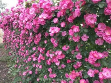推荐3种爬藤月季，花园里轻松打造漂亮花墙